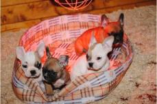 {{Franz�sische Bulldoggen Welpen}}